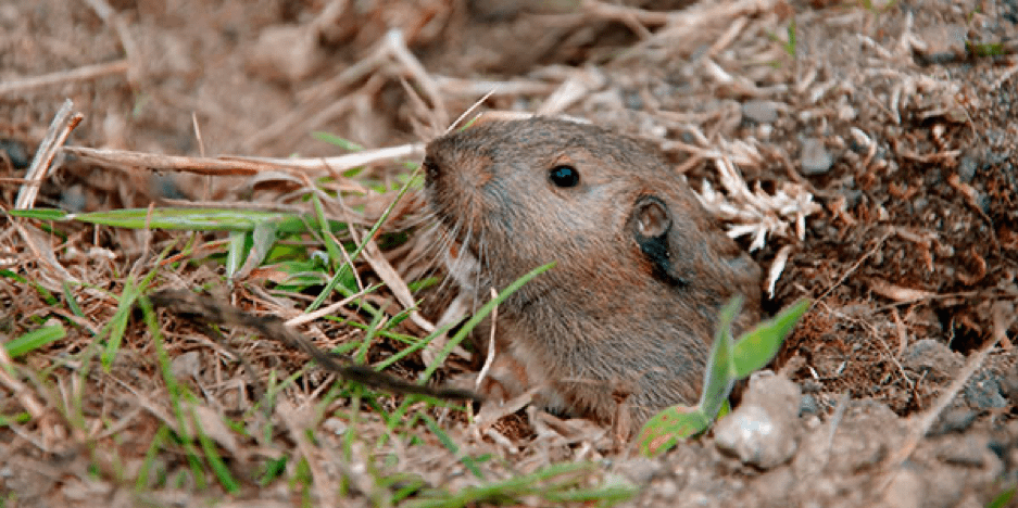 What Are Gophers? | SOS Exterminating