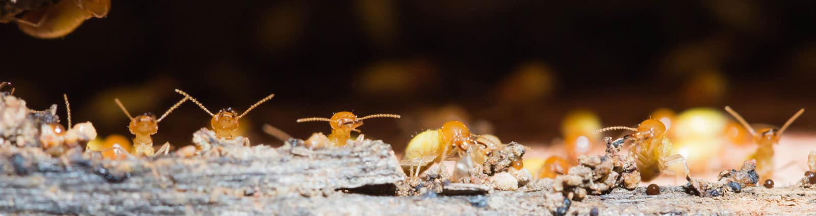 Exterminating Termite Bait Barrier | Termite Control | SOS Exterminating