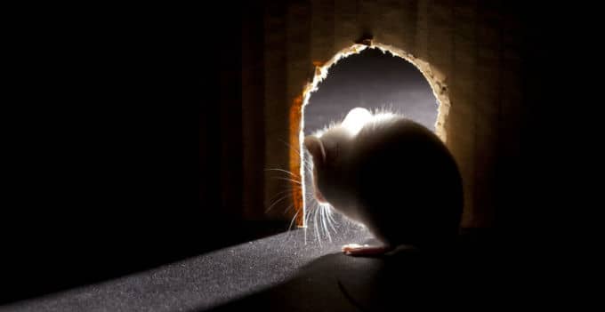 Mouse looking out of hole, interior point of view
