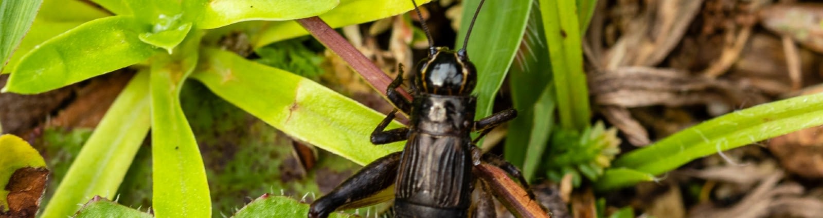 Why Are There Crickets In My Phoenix Az House Sos Blog